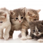 Need to Sell Fast? Hire Kittens! | RISMedia\'s Housecall