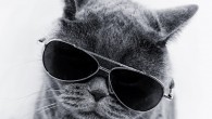 sunglasses kitty