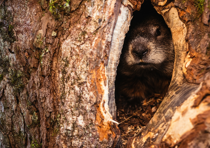 Can a Groundhog and His Shadow Predict the Strength of the Housing